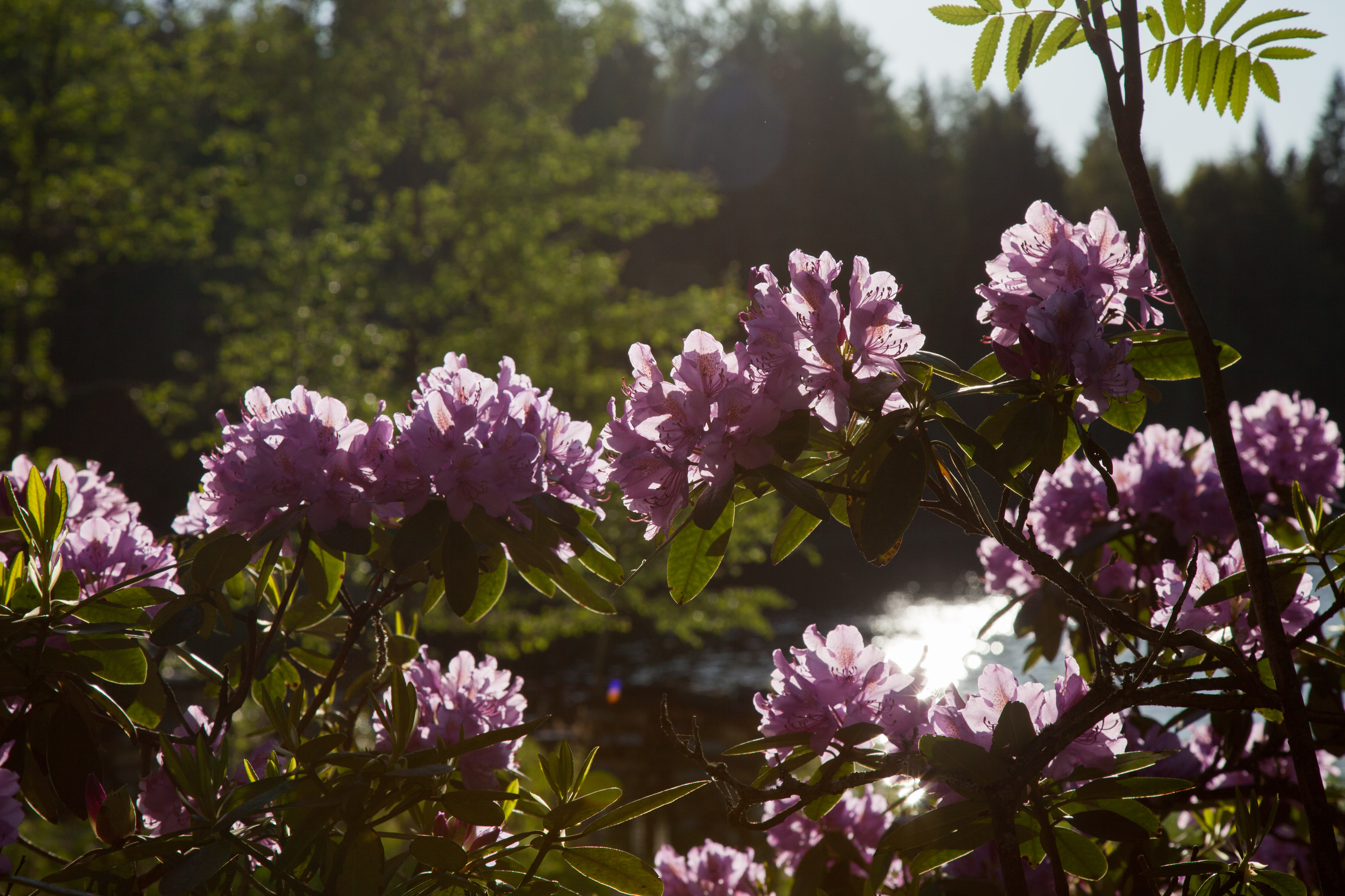 Kauniita vaaleanpunaisia rhododendron-kukkia auringonvalossa, taustalla vihreitä puita ja heijastuksia vedessä