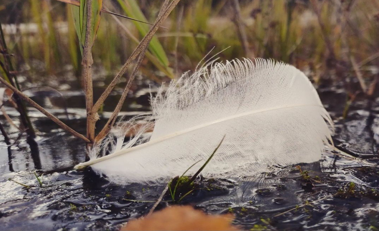 Valkoinen höyhen pudonneena lätäkköön.